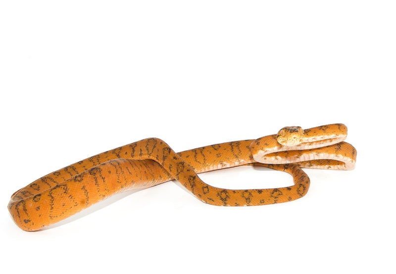 Amazon Tree Boa Orange Color